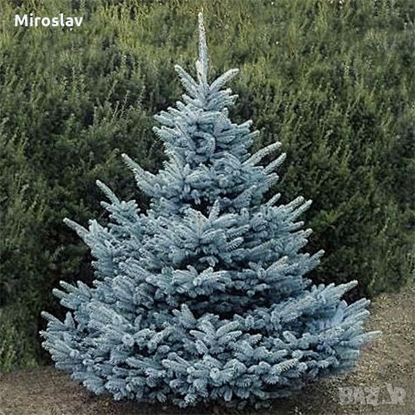 Сребрист Смърч-(Picea Pungens Glauca), снимка 1
