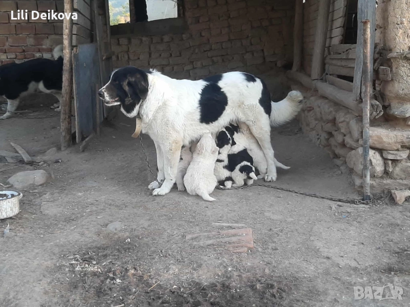 Български овчарки кучета, снимка 1