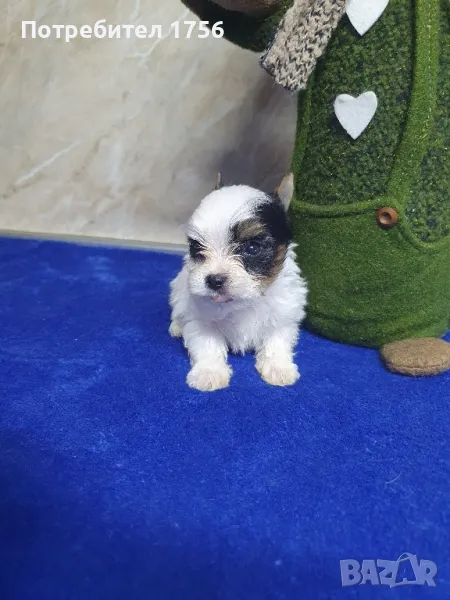 Бивер йорк-мини момче., снимка 1