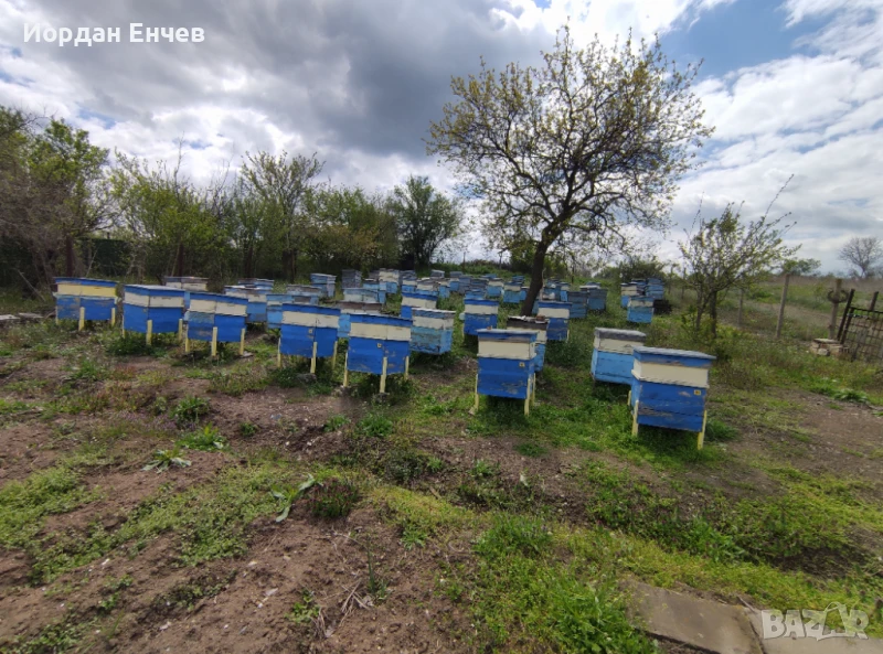 Пчелни семейства, кошери и инвентар, снимка 1