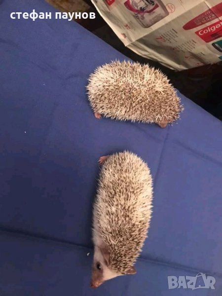 Мини таралежи, снимка 1