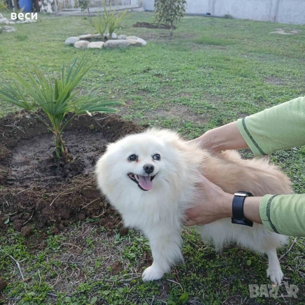 Женска Шпицка , снимка 1