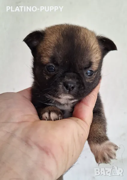 Момиченце мини чихуахуа, снимка 1