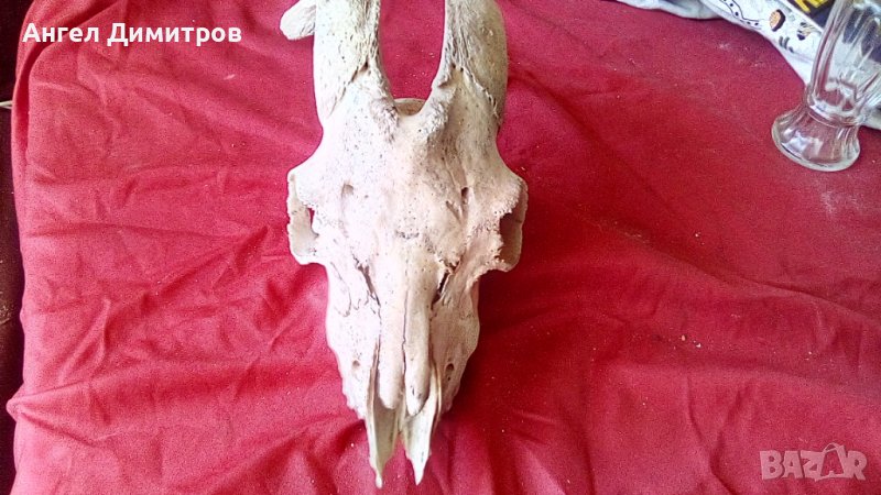 Череп от сръндак , снимка 1