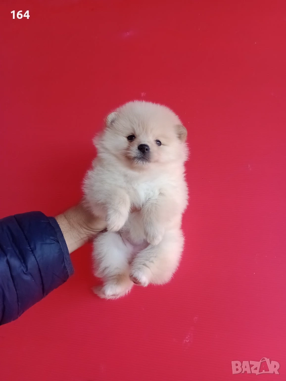 Мъжки и женски Померани. Реални снимки от 12.01.26 г. Померан., снимка 1