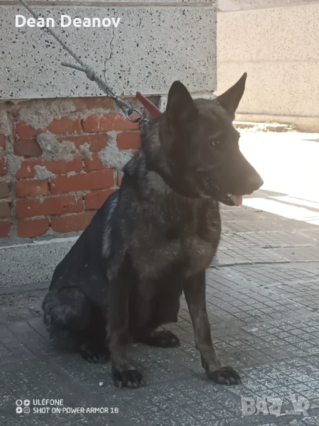 Продавам кученца сиваци , снимка 1