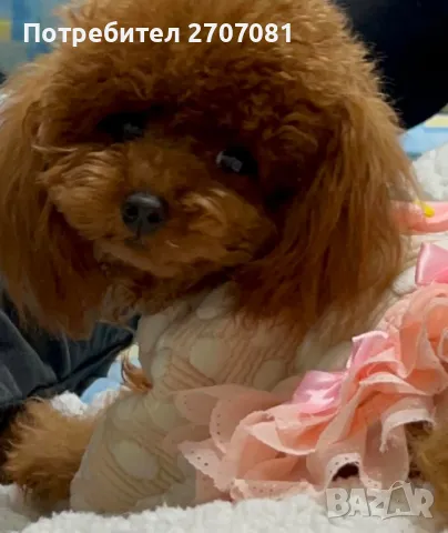 Той пудели, снимка 15 - Пудели - 48840560