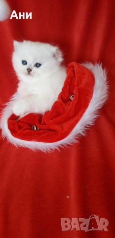 Най,Най Сладките Бебчета.Британски Белички със Сини Очички, снимка 3 - Британска късокосместа - 52529058