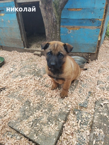 Малки кученца белгийска овчарка 