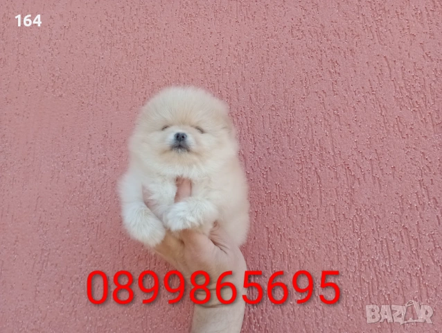 Женски Померан. Реални снимки от 23.02.26 г. , снимка 6 - Померан - 53494380