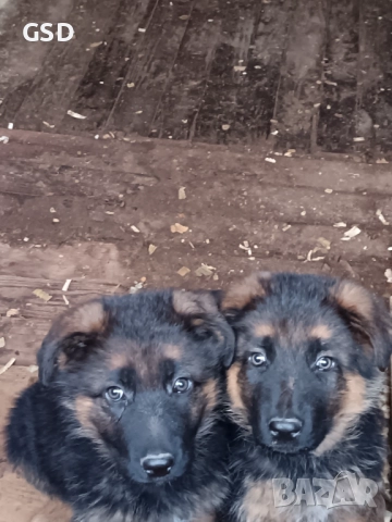 немска овчарка , снимка 2 - Немска овчарка - 52502541
