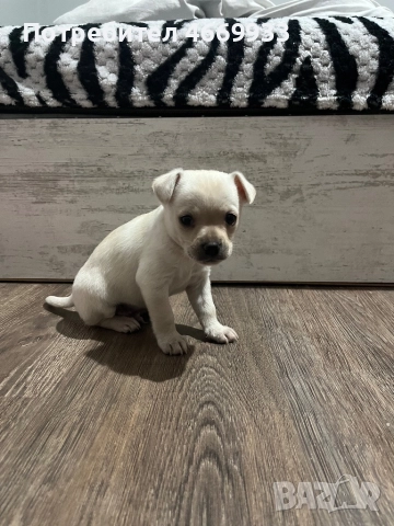 Чихуахуа , снимка 3 - Чихуахуа - 52668725