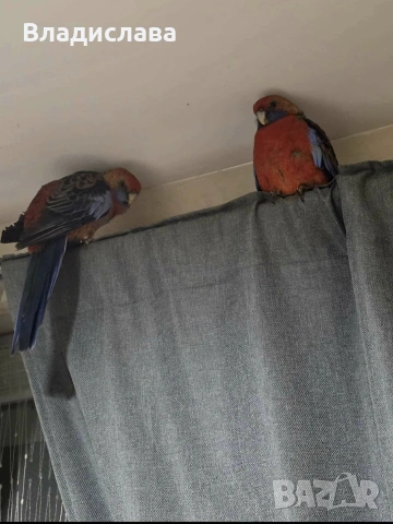 Продавам двойка Розели 