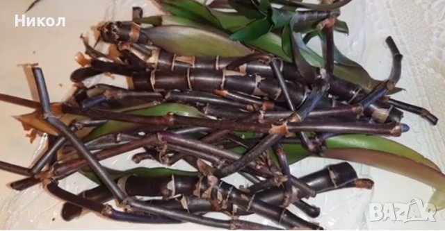 Ароматна кализия - стайно лекарствено растение., снимка 2 - Други - 43868060