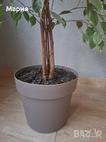 Фикус Бенджамин с височина 130см, снимка 3 - Стайни растения - 53477137