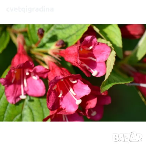 Weigela 'Red Prince'  вейгела, снимка 3 - Градински цветя и растения - 49085594