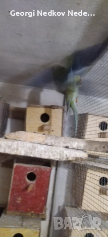 Продавам малки александри , снимка 2 - Папагали - 52697084
