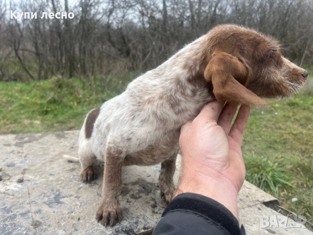 Кучета за трюфели, снимка 9 - Кокер шпаньол - 53373963