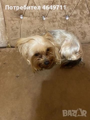 Продава се порода иорщериер 