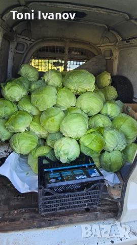 Прясно зеле сорт Кьосе, снимка 4 - Домашни продукти - 52343185