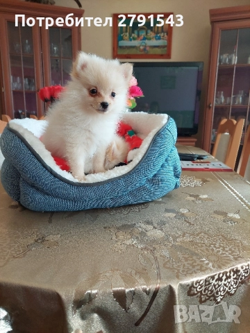 померан померанчета момичета, снимка 4 - Померан - 51604948