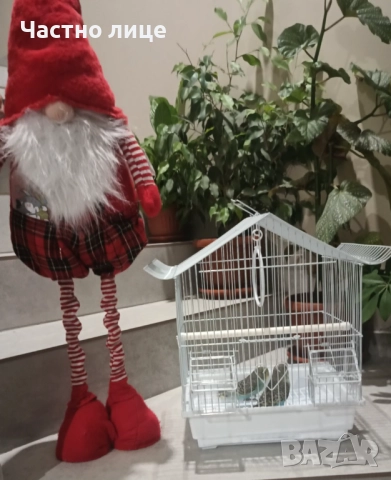 Вълнисти папагали , снимка 3 - Папагали - 52682699