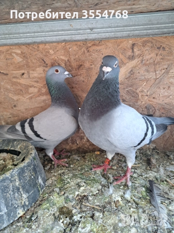Продавам спортни гълъби , снимка 9 - Гълъби - 51801797
