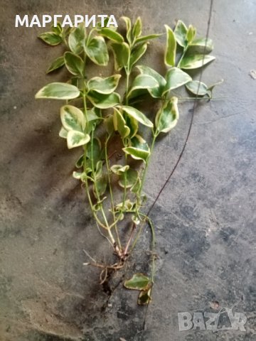 Пъстролистна винка, снимка 3 - Градински цветя и растения - 36569396