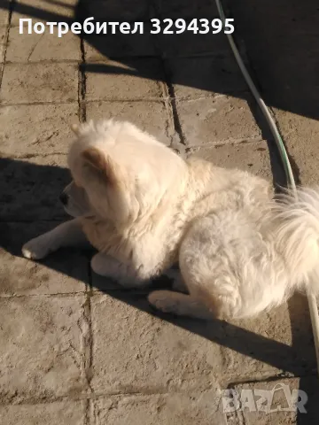 Чау Чау за Разплод 