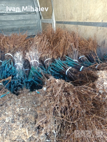 лозов посадъчен материал и овощен , снимка 5 - Градински цветя и растения - 53029256
