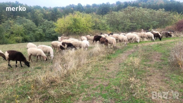 Продават се овце и шилета., снимка 4 - Овце - 52260562