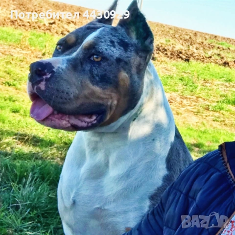 American Bully XL, снимка 17 - Други - 53135049