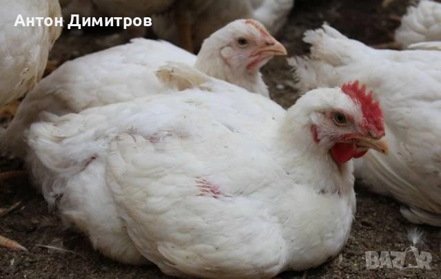 Пилета бройлери