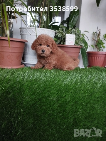 Мини Пуделчета., снимка 5 - Пудели - 52898082