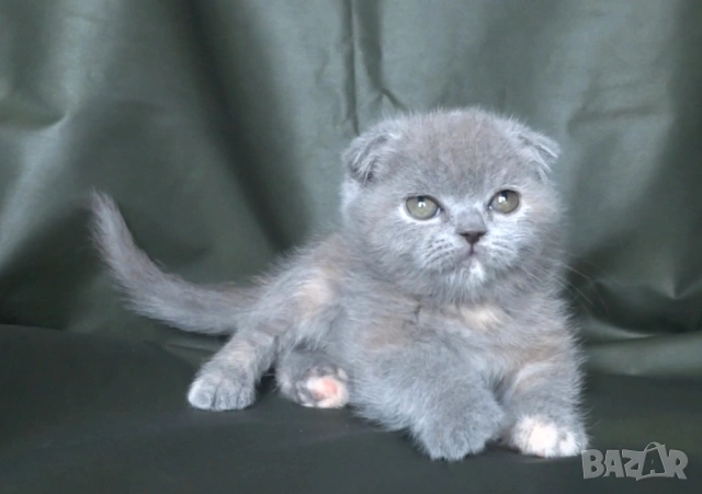 Клепоухо женско котенце, снимка 5 - Британска късокосместа - 53322558