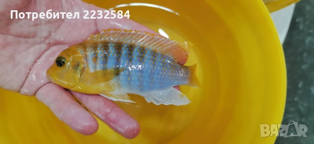 Рибки Африкански цихлиди , снимка 4 - Рибки - 53236215