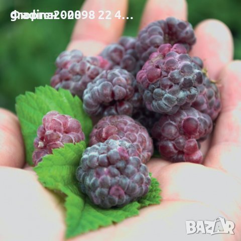 Лилава малина (Glencoe) , снимка 5 - Разсади - 38067257