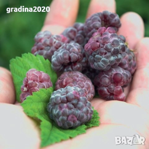 Лилава малина (Glencoe), снимка 6 - Разсади - 52032050