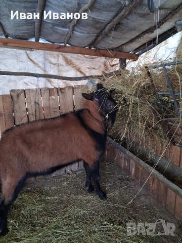 френски алпин, снимка 5 - Кози - 53207944