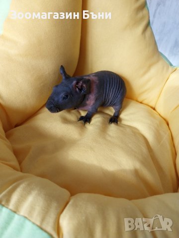 Skinny pig , Голи морски свинчета, снимка 8 - Морски свинчета - 39860680