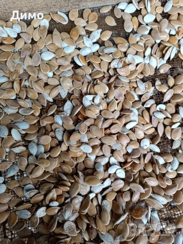 Тиквени семки за садене, снимка 1 - Сортови семена и луковици - 39804871