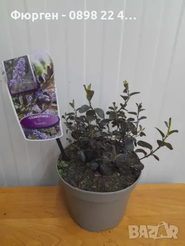 Цеанотусът (Ceanothus) или калифорнийският люляк Налични 3 вида, снимка 6 - Разсади - 49943995