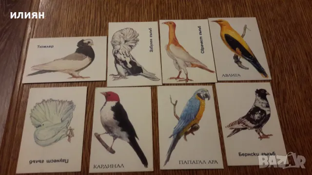 Стари календарчета 15лв за всички 