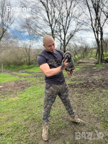 Кане Корсо, снимка 3 - Кане корсо - 53470713