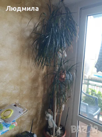 Палма,Драцена,голяма,многогодишна,Прекрасна,Уникална, снимка 8 - Стайни растения - 50223141