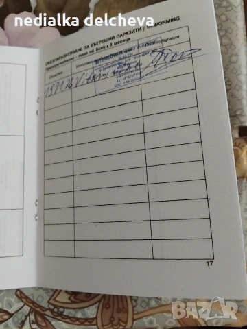 мини чихуахуа две момченца на 2месеца направена ваксина., снимка 2 - Чихуахуа - 53293544