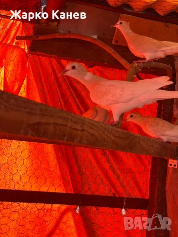 Смеещи  се гугутки, снимка 3 - Гълъби - 50999348