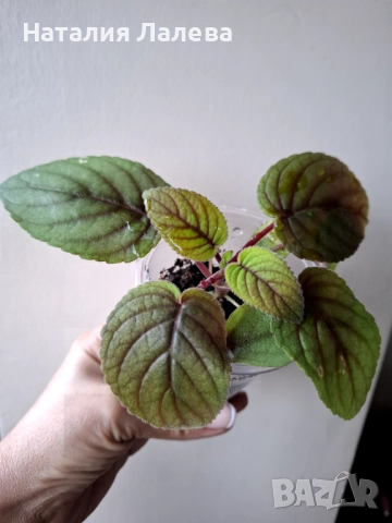 синингия, sinningia HCY'S Peacock, снимка 2 - Стайни растения - 51961661