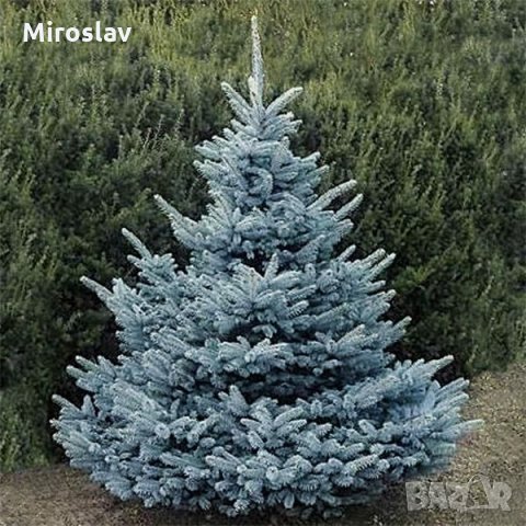 Смърч в Градински цветя и растения в с. Сборище - ID39874289 — Bazar.bg