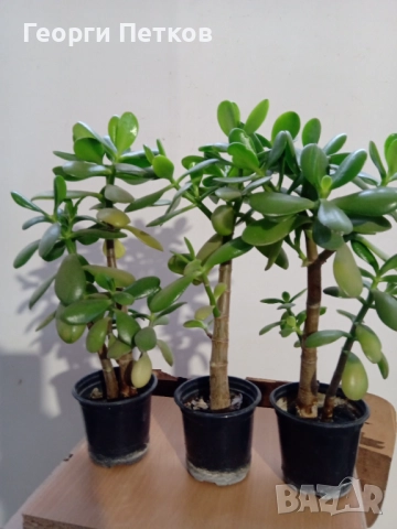 Дървото на живота, снимка 4 - Стайни растения - 52072244